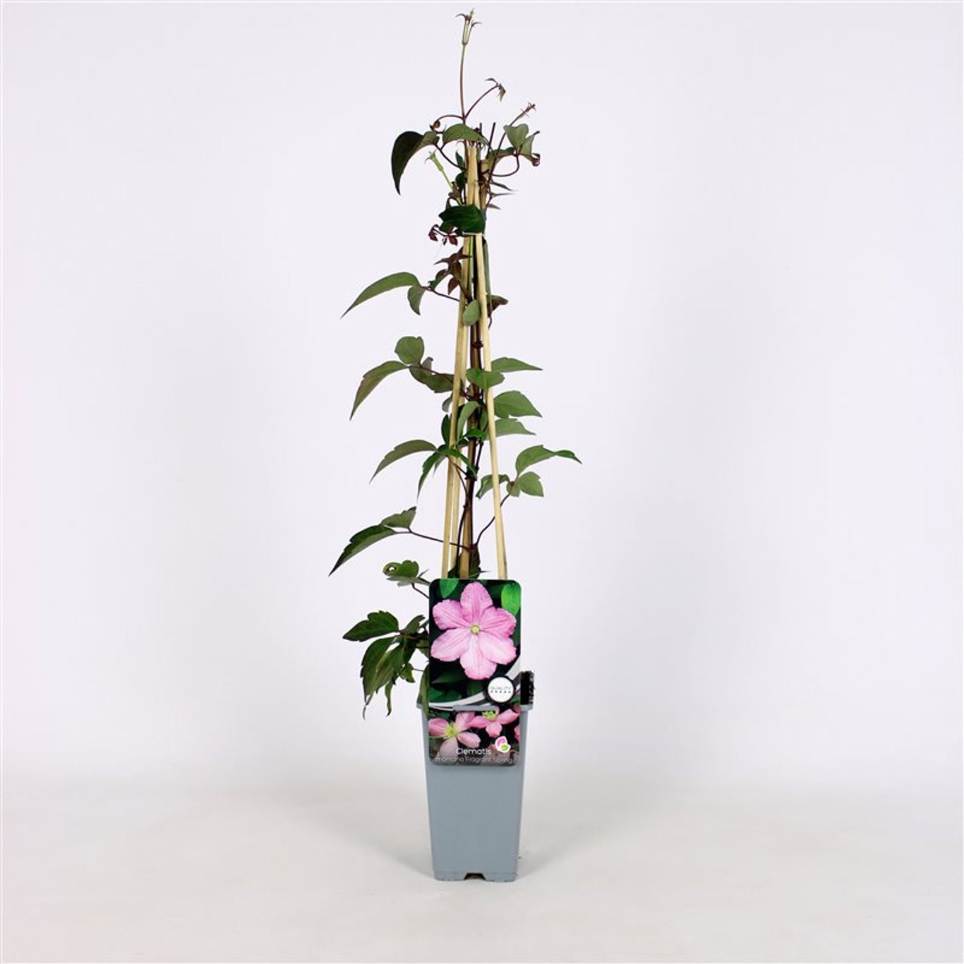 Klematis – Clematis 'Fragrant Spring' - C2 70/+ CM